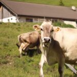 cow, mammal, animal, summer, grazing, tyrol, nature, grass, meadow