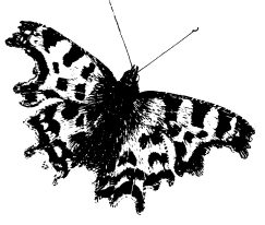 whitegrove trophy small image